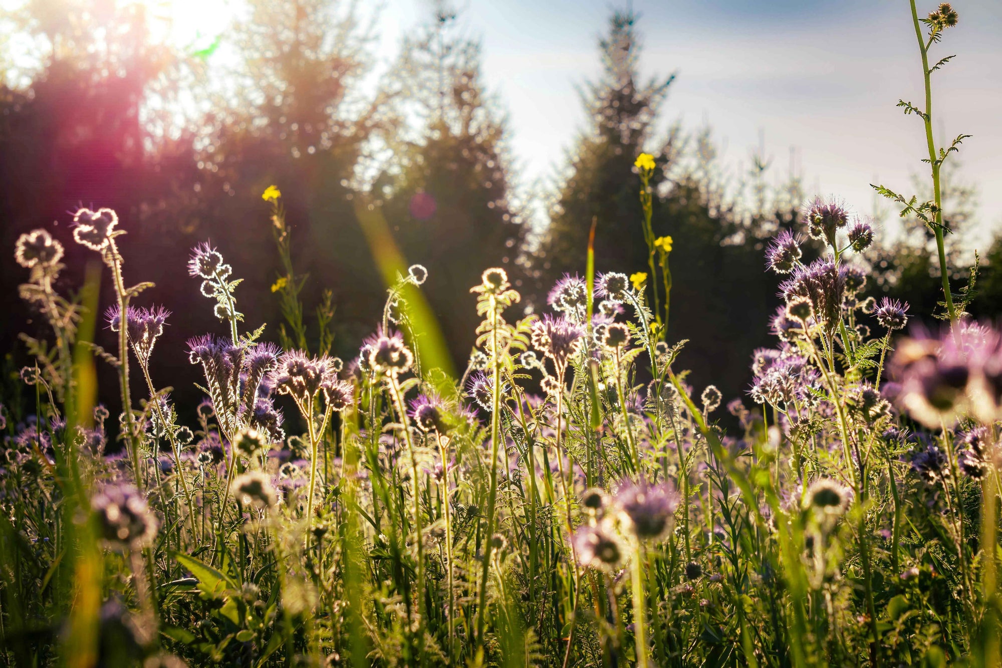Wie dein Kauf bei Herba Pascua Blumenwiesen wie diese Unterstützt