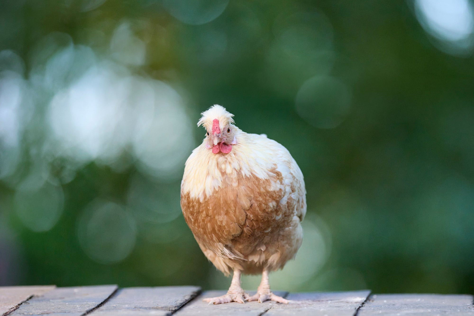 Veganes Kreatin: Welche Unterschiede gibt es? Herba Pascua