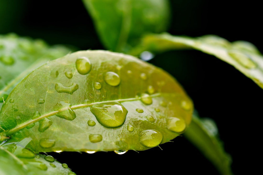 Veganes Magnesium kaufen – diese Unterschiede gibt es Herba Pascua