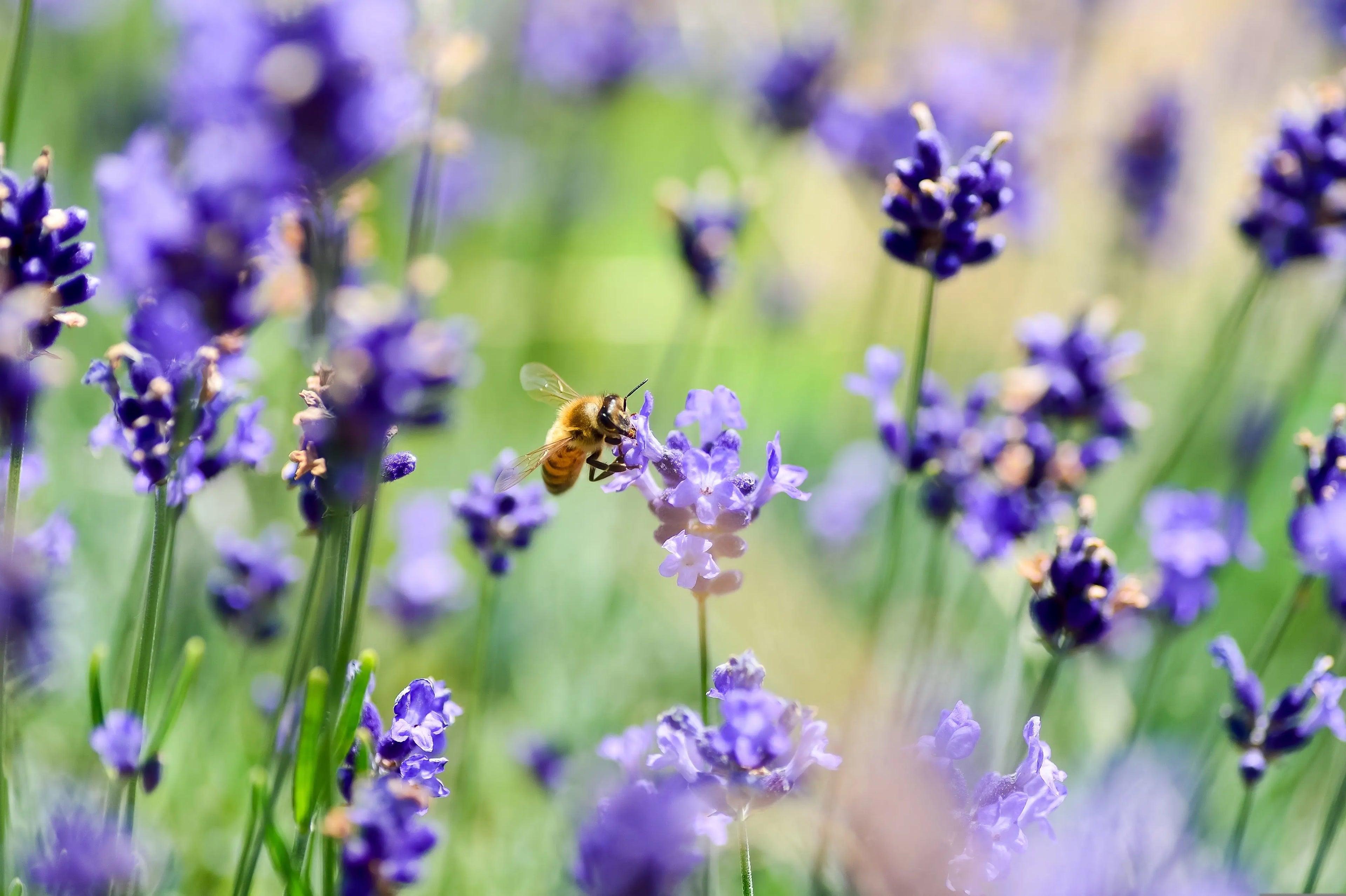 Sommertage Herba Pascua